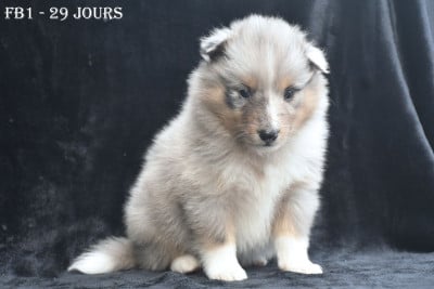 Les chiots de Shetland Sheepdog