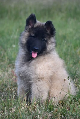 Les chiots de Berger Belge