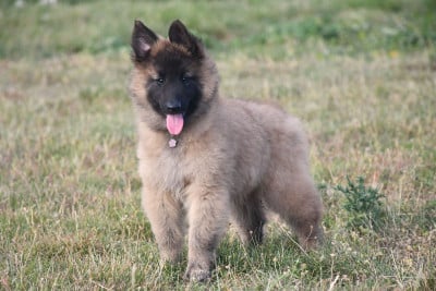 Les chiots de Berger Belge