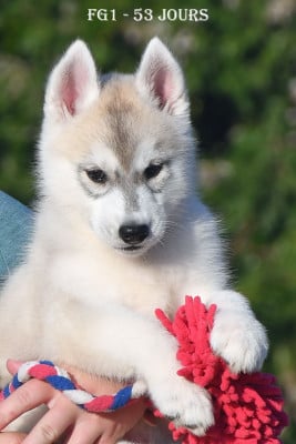 Femelle grise - Siberian Husky