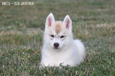Mâle Cuivre - Siberian Husky