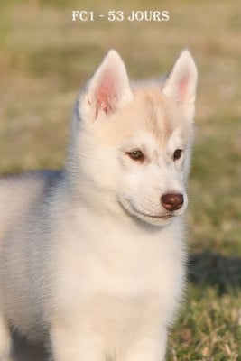 Femelle Cuivre - Siberian Husky