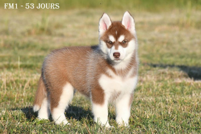 Femelle Chocolat - Siberian Husky