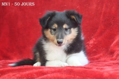 Les chiots de Shetland Sheepdog