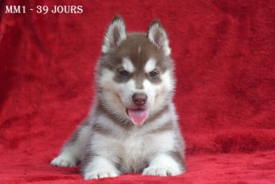 Les chiots de Siberian Husky