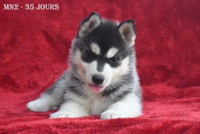 Les chiots de Siberian Husky