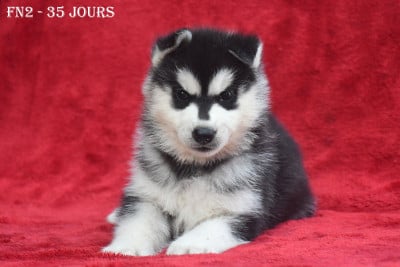 Les chiots de Siberian Husky