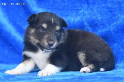Les chiots de Shetland Sheepdog