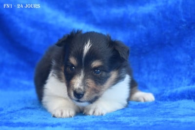 Les chiots de Shetland Sheepdog