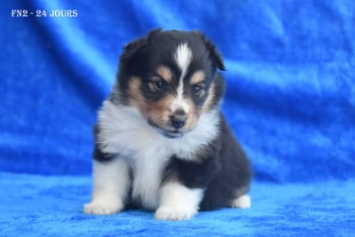 Les chiots de Shetland Sheepdog