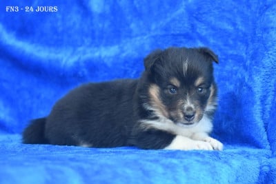 Les chiots de Shetland Sheepdog
