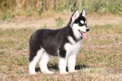 Les chiots de Siberian Husky