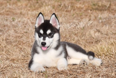 Les chiots de Siberian Husky