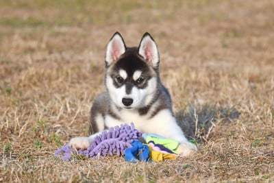 Les chiots de Siberian Husky