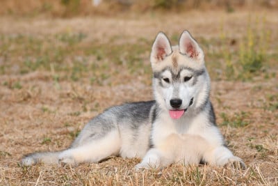 Les chiots de Siberian Husky