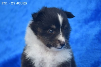 Les chiots de Shetland Sheepdog