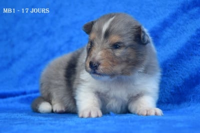 Les chiots de Shetland Sheepdog