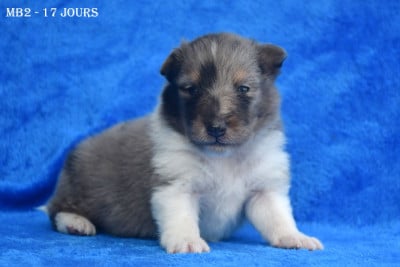 Les chiots de Shetland Sheepdog
