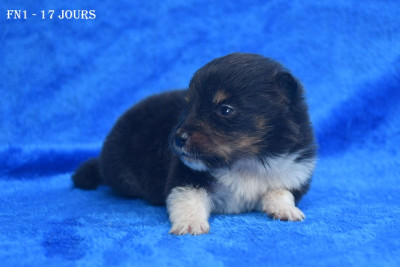 Les chiots de Shetland Sheepdog