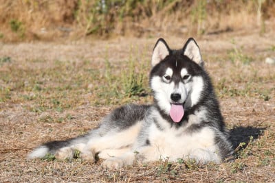 Les chiots de Siberian Husky