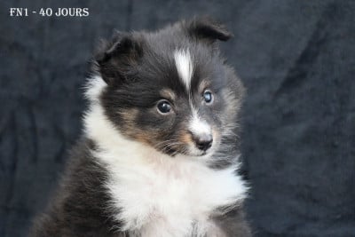 Les chiots de Shetland Sheepdog