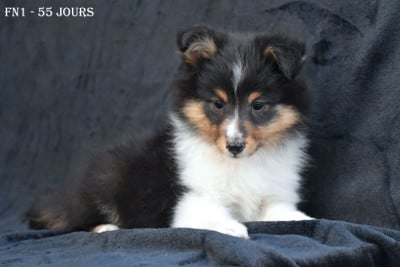 Les chiots de Shetland Sheepdog