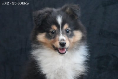 Les chiots de Shetland Sheepdog