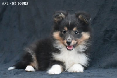 Les chiots de Shetland Sheepdog