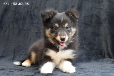 Les chiots de Shetland Sheepdog