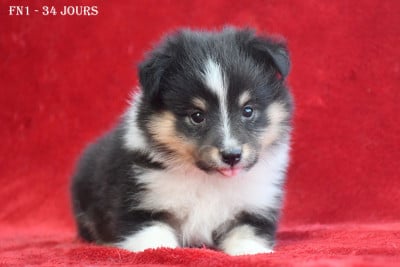 Les chiots de Shetland Sheepdog