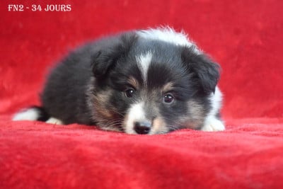 Les chiots de Shetland Sheepdog