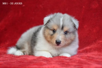 Les chiots de Shetland Sheepdog