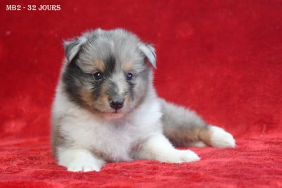 Les chiots de Shetland Sheepdog
