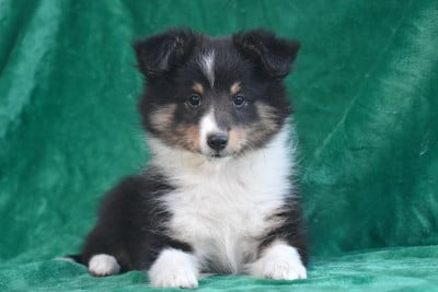 Les chiots de Shetland Sheepdog