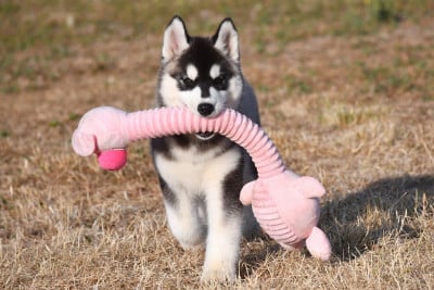 Les chiots de Siberian Husky