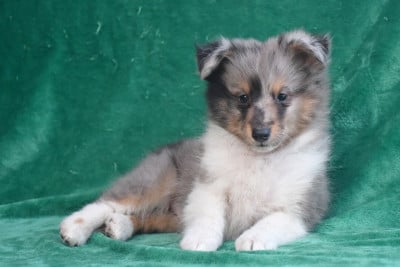 Les chiots de Shetland Sheepdog