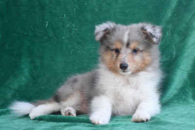 Les chiots de Shetland Sheepdog