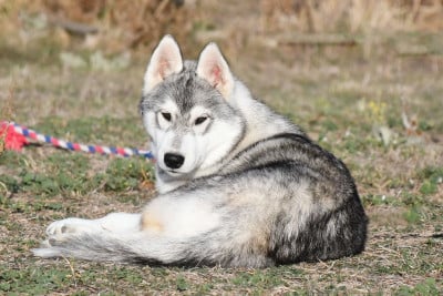 Les chiots de Siberian Husky