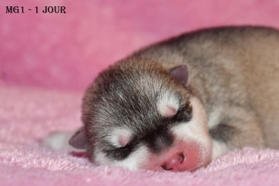 Siberian Husky