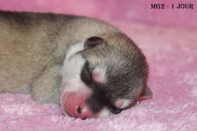 MG2 - Mâle Gris - Siberian Husky