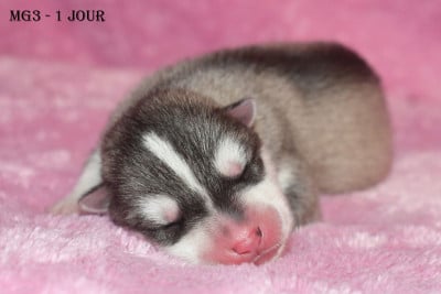 MG3 - Mâle gris - Siberian Husky