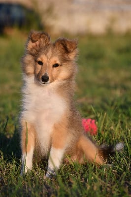 Les chiots de Shetland Sheepdog