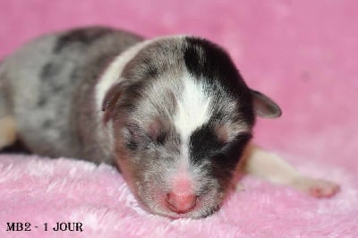 Shetland Sheepdog