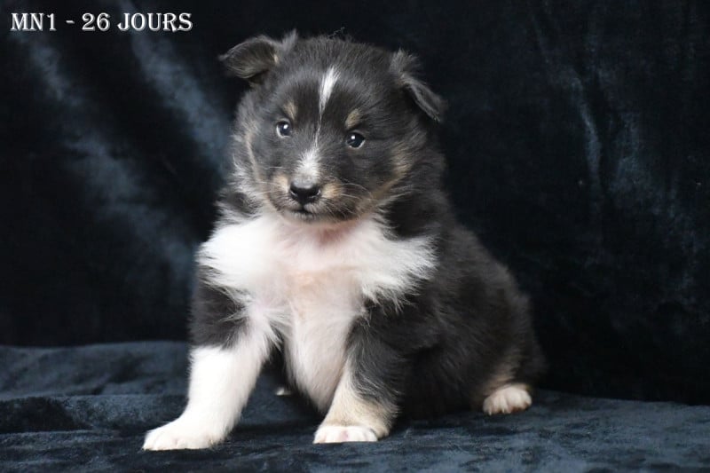 Shetland Sheepdog - de la source du Montet