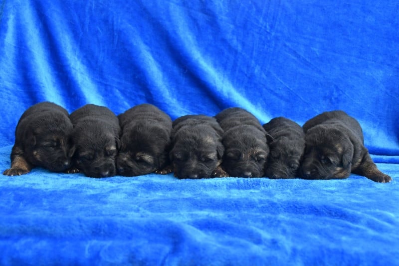 Berger Allemand - de la source du Montet
