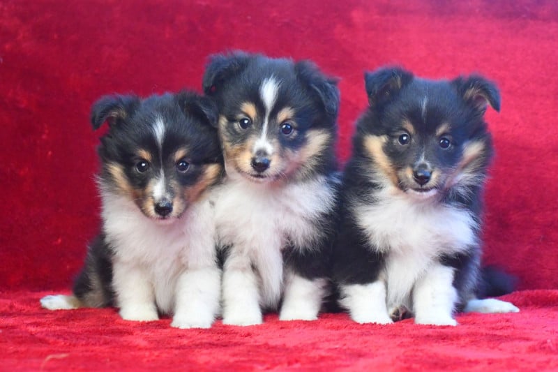 Shetland Sheepdog - de la source du Montet