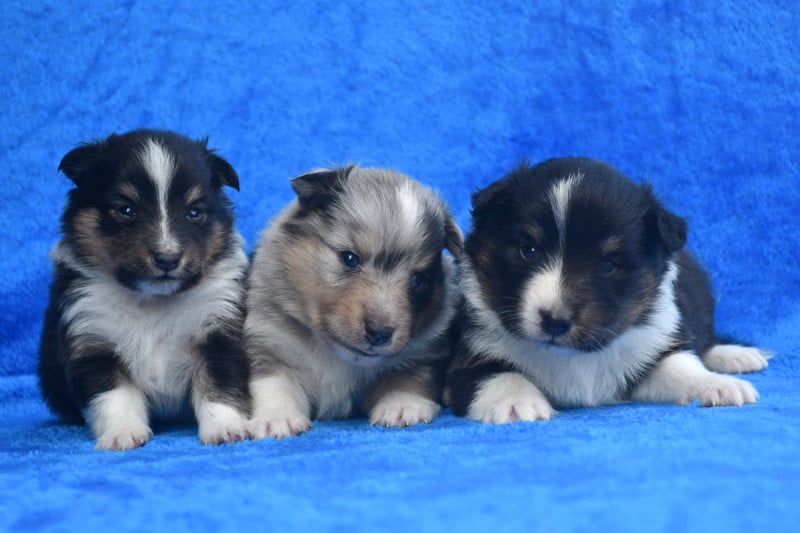 Shetland Sheepdog - de la source du Montet
