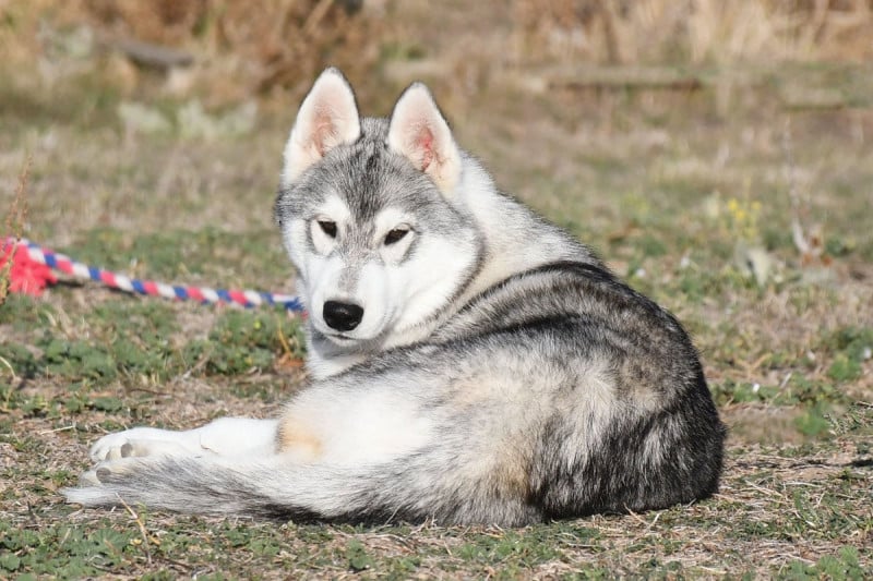 Siberian Husky - de la source du Montet
