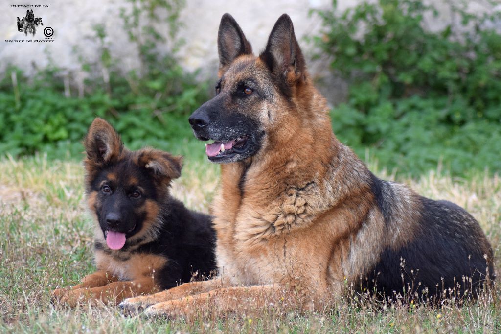 Accueil Elevage De La Source Du Montet Eleveur De Chiens Berger Allemand Poil Long
