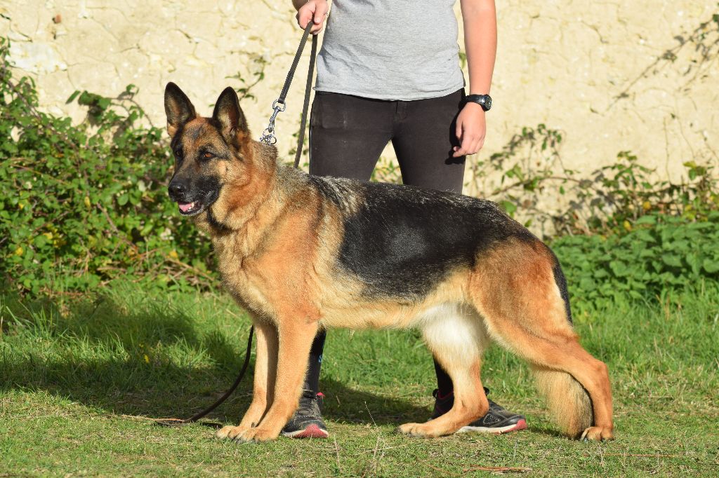 Accueil Elevage De La Source Du Montet Eleveur De Chiens